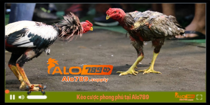 Kèo cược phong phú tại Alo789