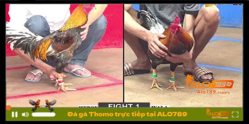 Đá gà Thomo trực tiếp Alo789