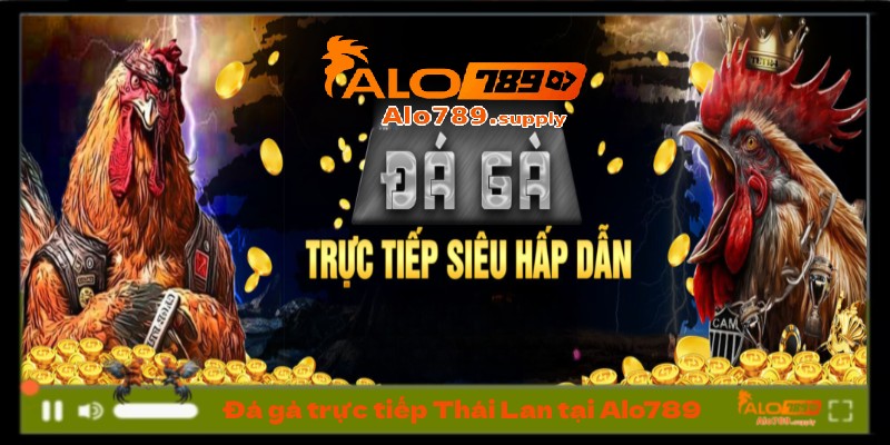 Đá gà trực tiếp Thái Lan tại Alo789